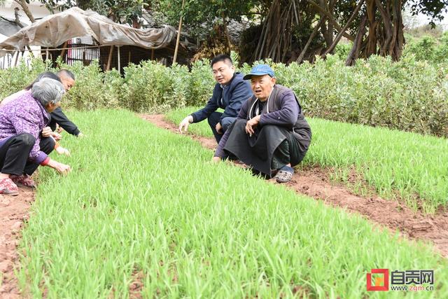 荣县高山镇：“三苗”茁壮 粮食丰收有望