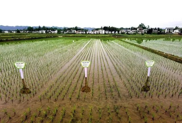 达州：达川区耕种机械化率超72% 今年粮食播面将超过100万亩